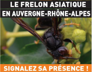 frelon_asiatique_logo