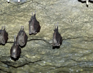 250830_Nuit-chauve-souris_Logo